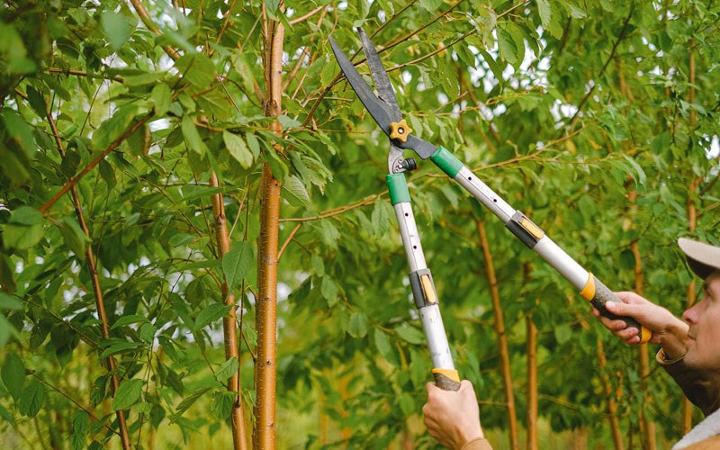 Tree trimming in Fort Yukon, AK